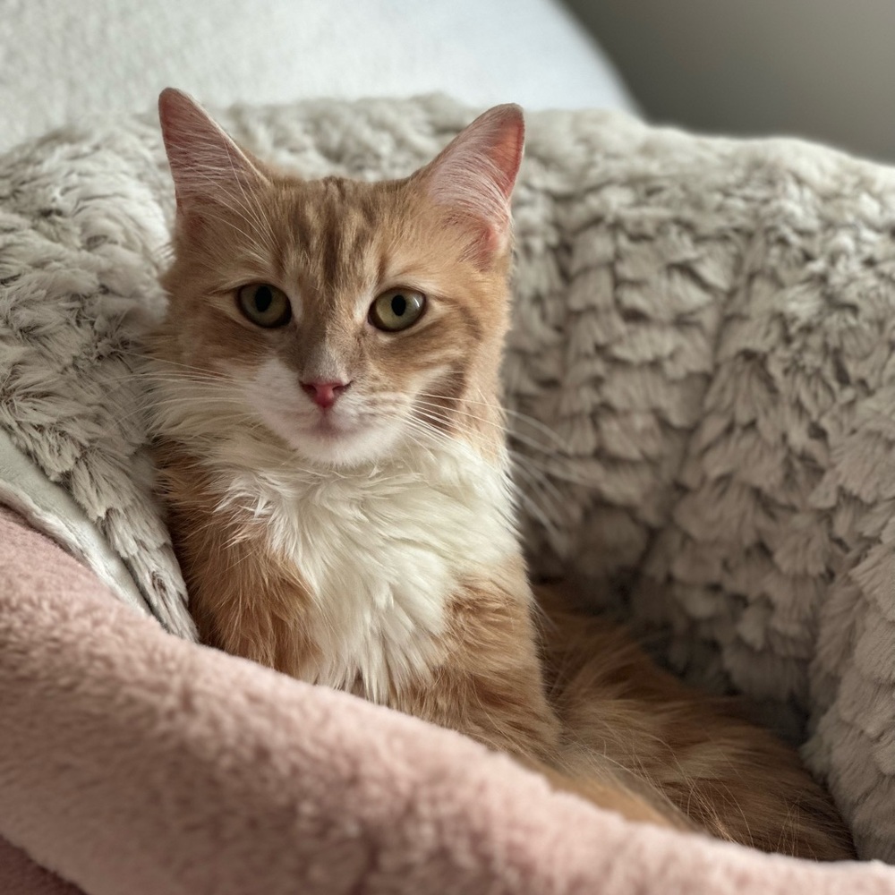 Meet wanda the cat 🐈 ✨